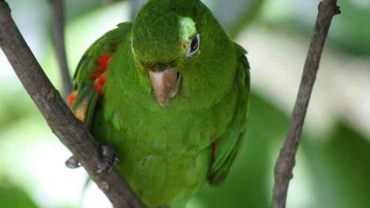 Papagaio